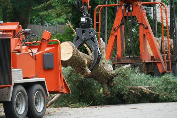 How Our Tree Care Process Works  in  Amherst, WI